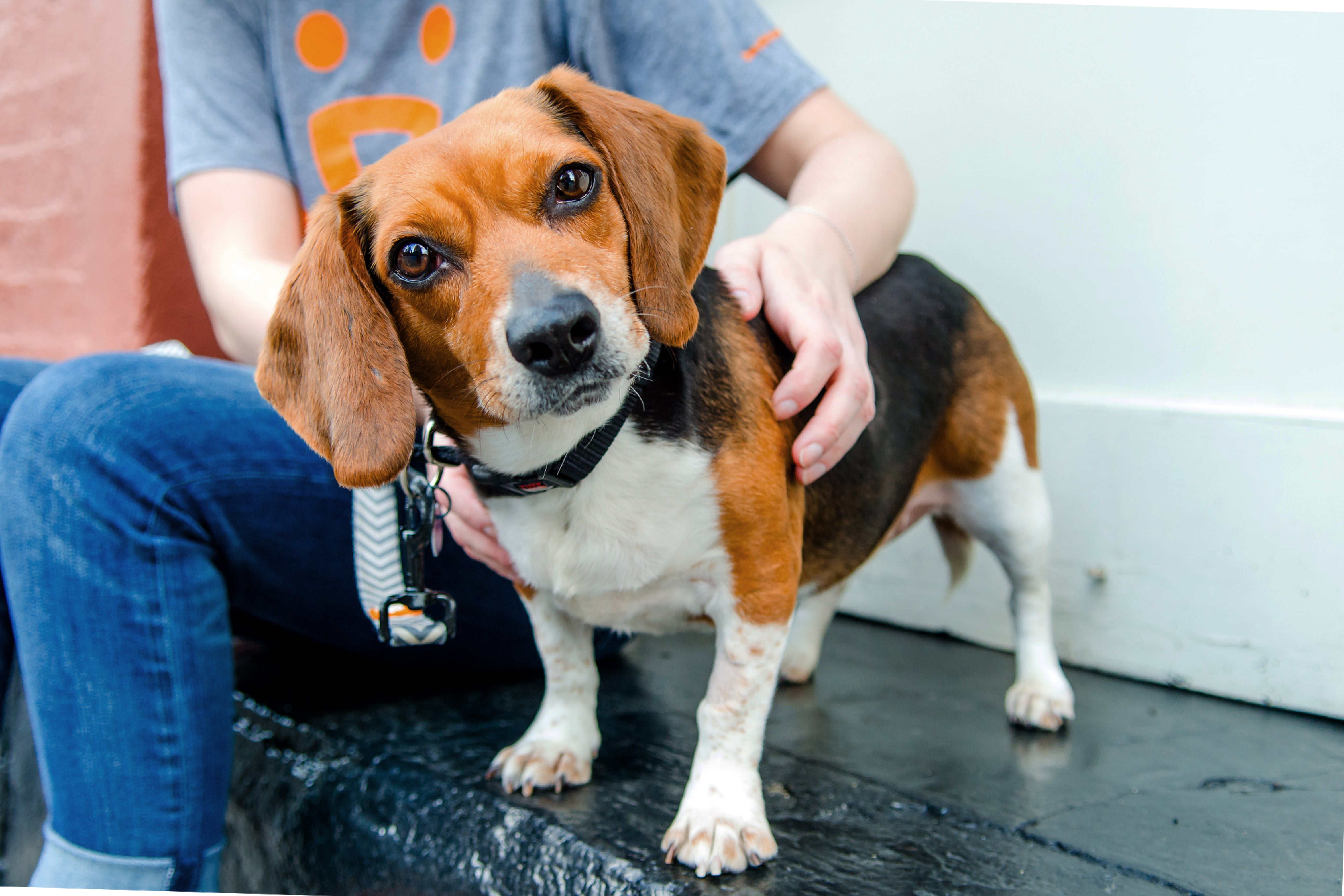 Saving homeless pets in Virginia | Best Friends Animal Society - Save
